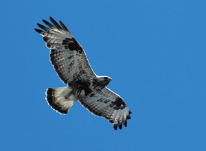 Ruigpootbuizerd, belangrijkste verschil is de lichte staartbasis en altijd zwarte polsvlekken. Juveniel met een zwarte buik. Vrouw vaak met een zwarte buik.