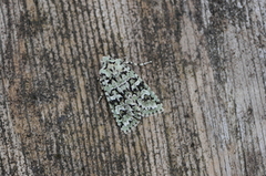 Grønt eikefly (Griposia aprilina)