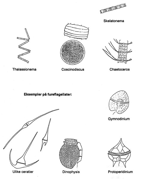 Plantplankton