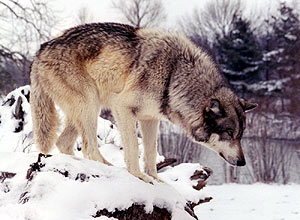 Ulv (Canis lupus)