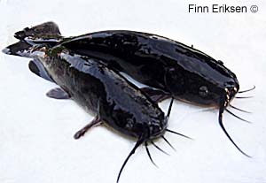 Dvergmalle (Ictalurus nebulosus)