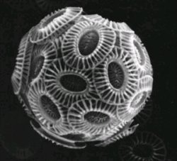 Emiliania huxleyi