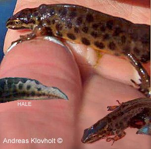 Småsalamander (Triturus vulgaris)
