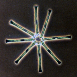 Asterionella formosa