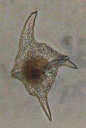 Ceratium carolineanum