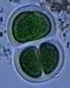 Chroococcus