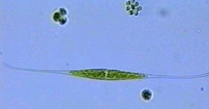 Closterium kuetzingii