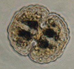 Cosmarium