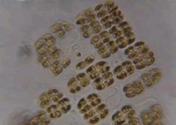 Crucigeniella