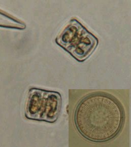Cyclotella