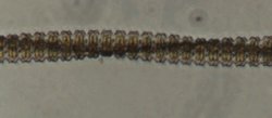 Desmidium swartzii