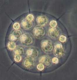 Eudorina elegans