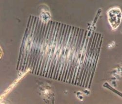 Fragilaria