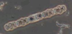 Gymnozyga
