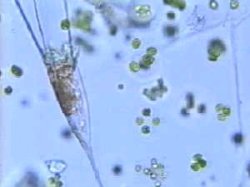 Kellicottia