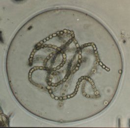 Nostoc