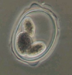 Oocystis