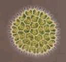 Pediastrum boryanum