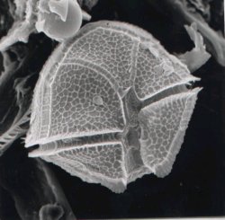 Peridinium biceps