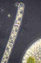 Spirogyra