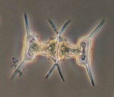 Staurodesmus incus