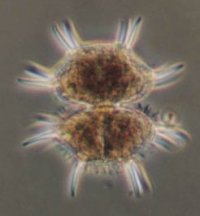 Xanthidium antilopeum