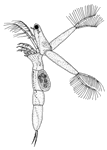 Leptodora kindti