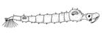 Chaoborus flavicans