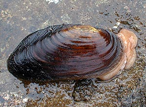 Elvemusling (Margaritifera margaritifera)