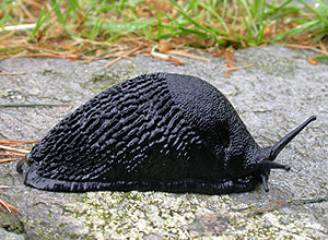 Svartskogsnegl (Arion ater)