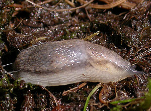 Hvitflankeskogsnegl (Arion silvaticus)