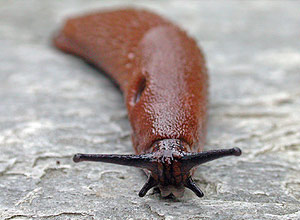 Iberiaskogsnegl