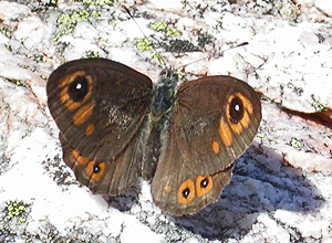 Bergringvinge (Lasiommata petropolitana)