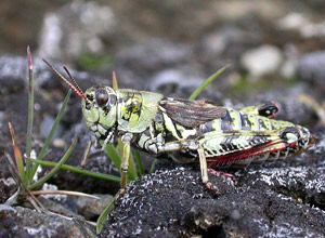 Fjellgresshoppe (Melanoplus frigida)