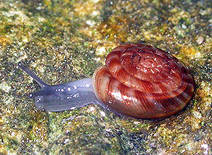 Lungesnegler (Pulmonata)