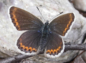 Idasblåvinge (Plebejus idas)