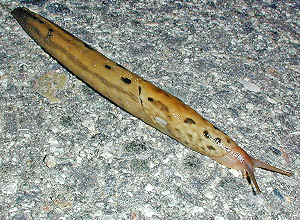 Boakjølsnegl (Limax maximus)