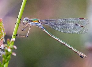 Øyenstikkere (Odonata)
