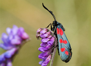 Seksflekket bloddråpesvermer (Zygaena filipendulae)