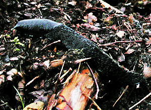 Svartkjølsnegl (Limax cinereoniger)