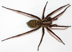 Husedderkopp (Tegenaria domestica)