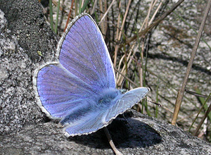 Tiriltungeblåvinge (Polyommatus icarus)