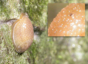 Vorteskogsnegl (Arion intermedius)