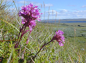 Fjelltjæreblom (Viscaria alpina)
