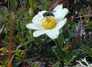 Reinrose (Dryas octopetala)