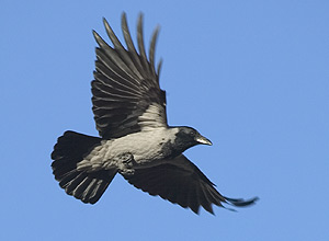Kråke