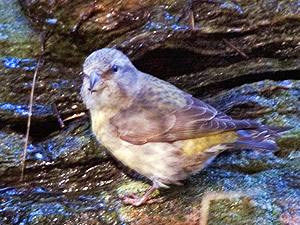 Grankorsnebb (Loxia curvirostra)