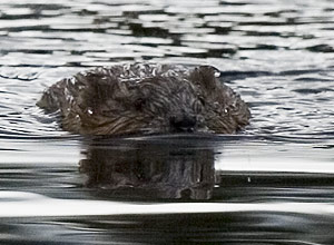 Bisam (Ondatra zibethicus)