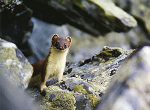 Røyskatt (Mustela erminea)