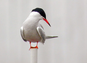 Terns (Sterna)
